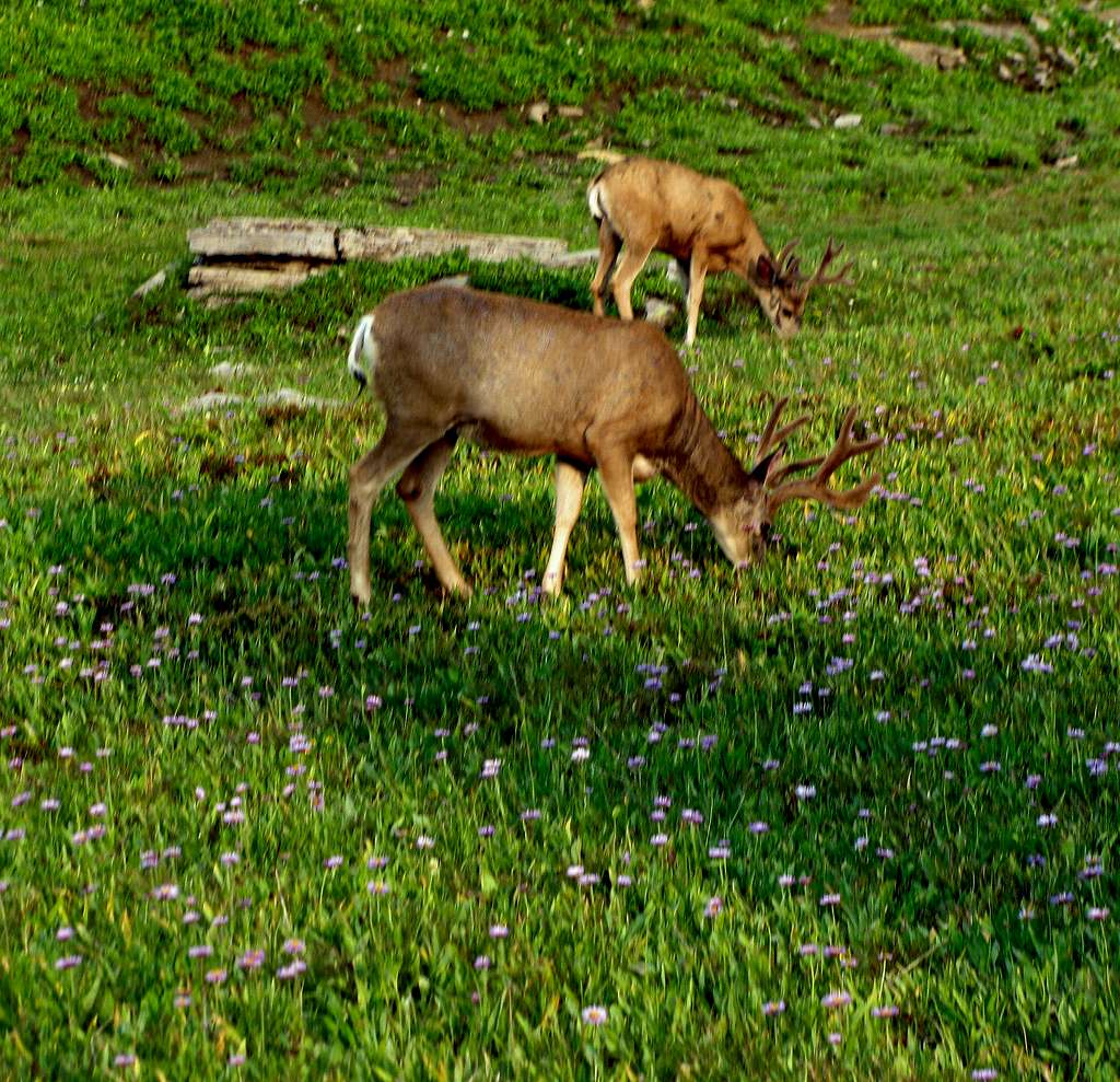Logan Pass deer
