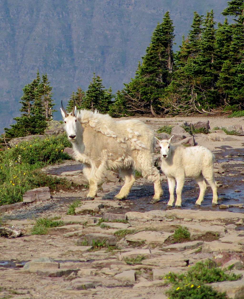Logan Pass mountain goats