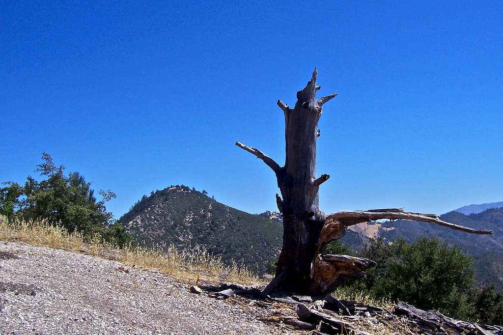 Summit's dead tree