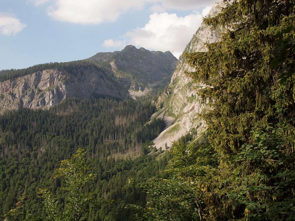 Looking back to the forest