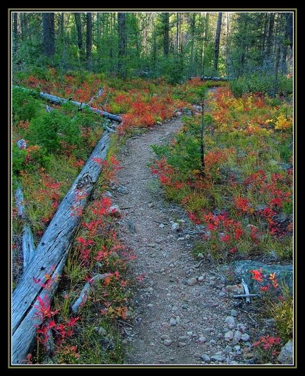 Autumn Along the Trail