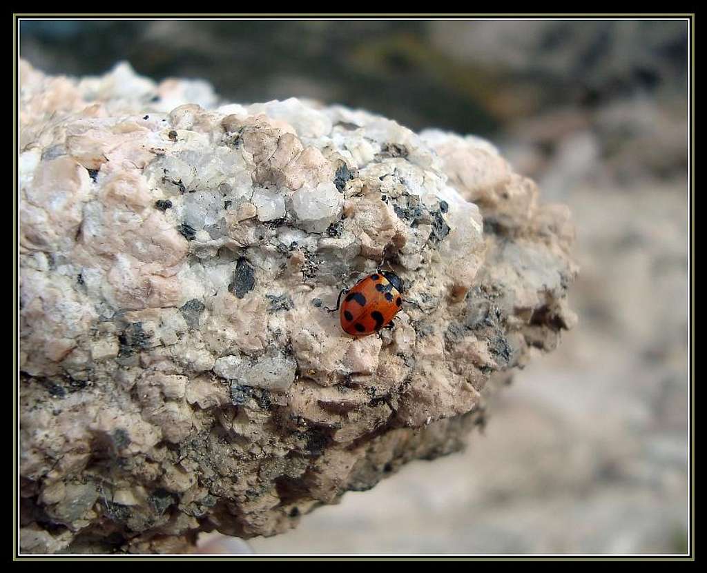 Summit Ladybug