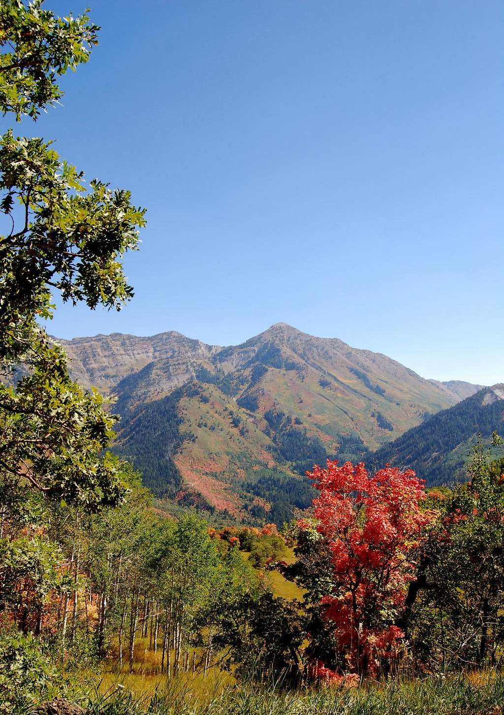 Fall near Provo Peak