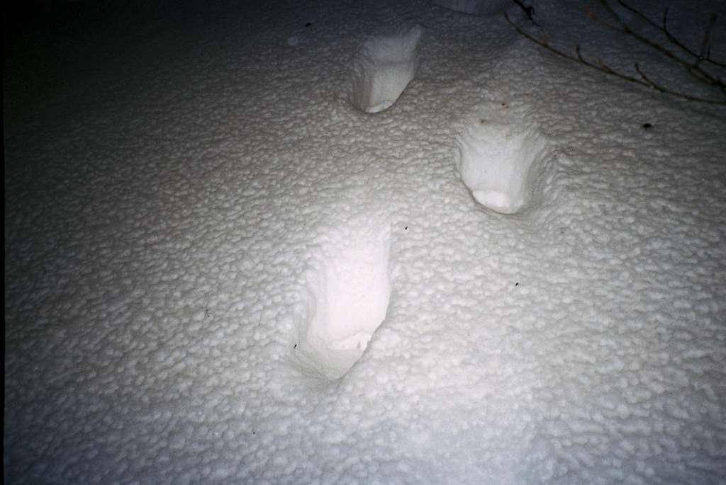Footprint of a brown bear in deep snow cover