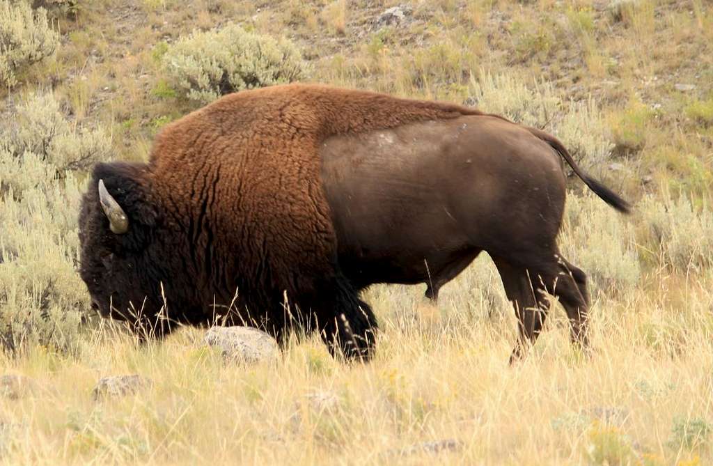 Bison, of course.