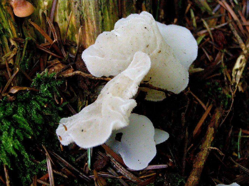 White Jelly Mushroom