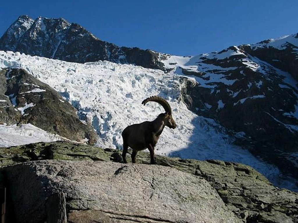 Big ibex in front of Ried glacier.