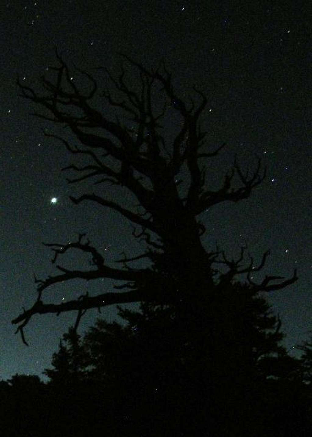 Muir Lake Tree with Jupiter