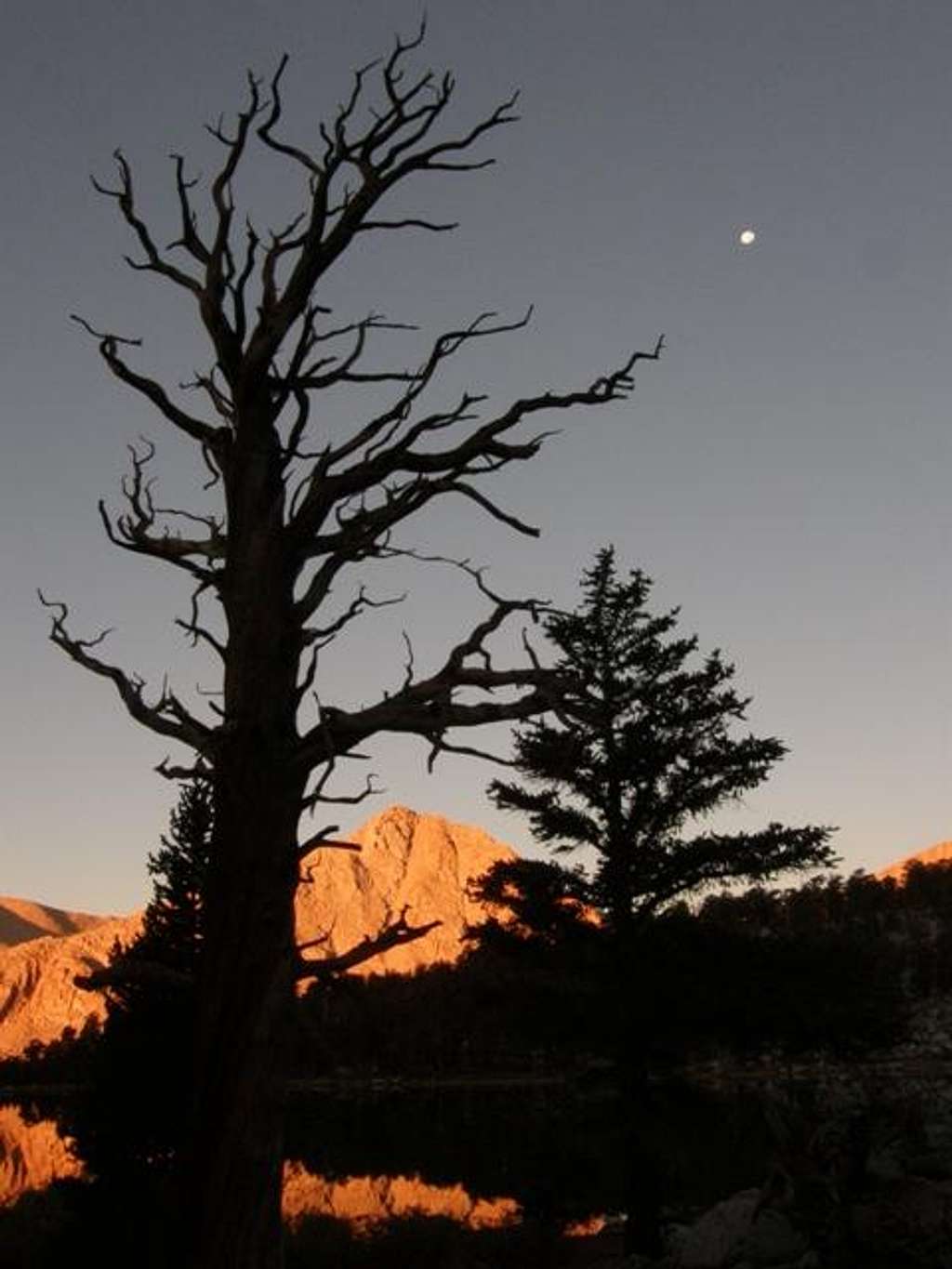 Dead tree, moon, & alpenglow