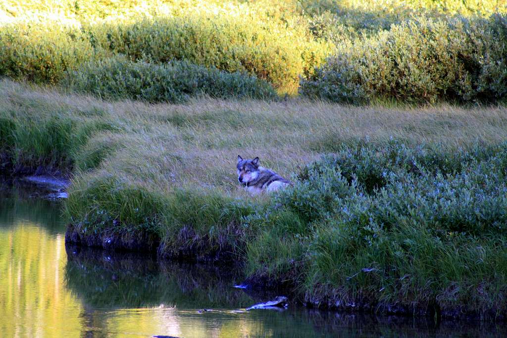 A Lone Wolf in Yellowstone 