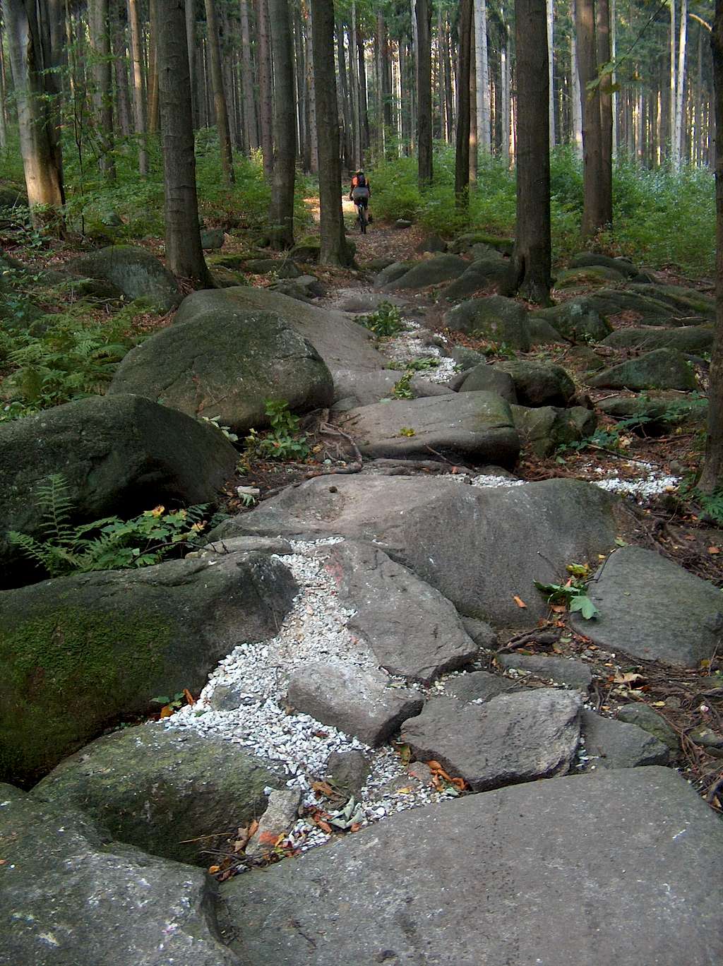 The mountain bike singletrack 