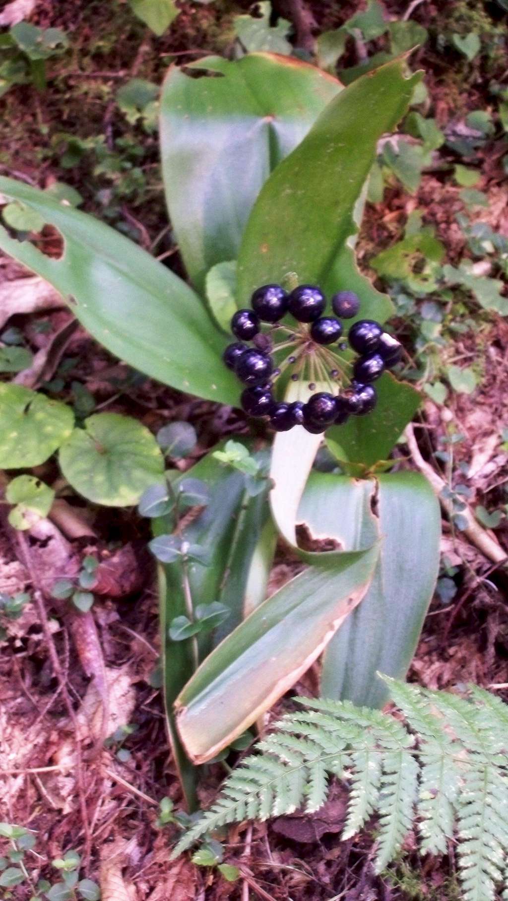 Blue-bead lily