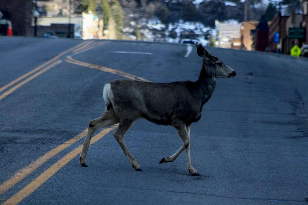 Busy traffic in Ouray