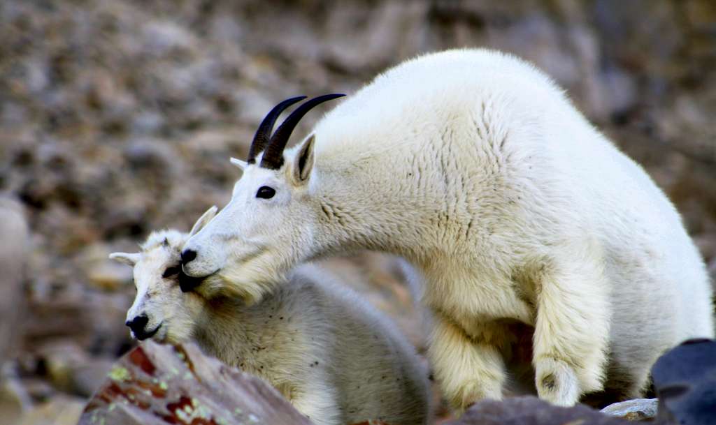 A mother Mountain Goat licking her calf....Embarrassing???