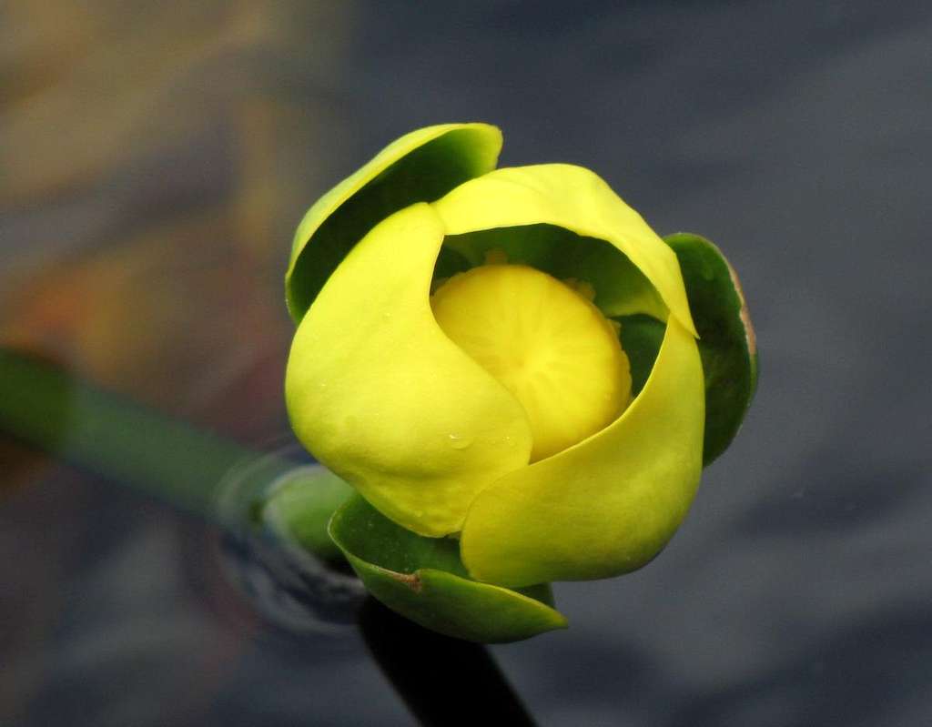 The flower of water-lily
