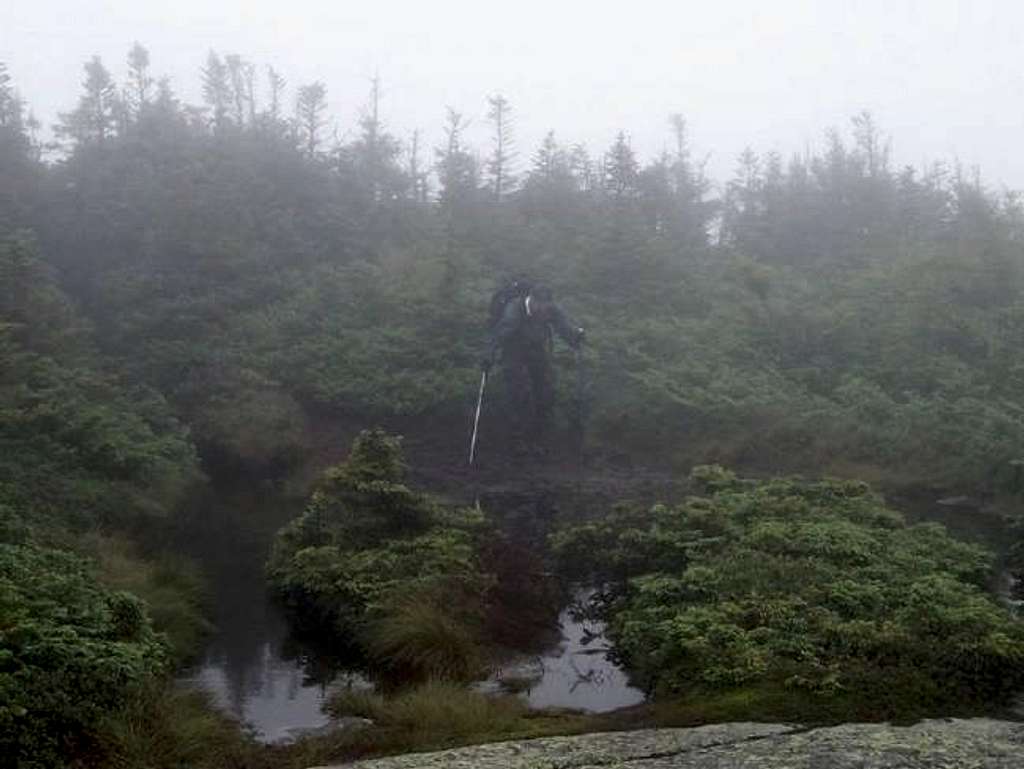 Summit bog and fog