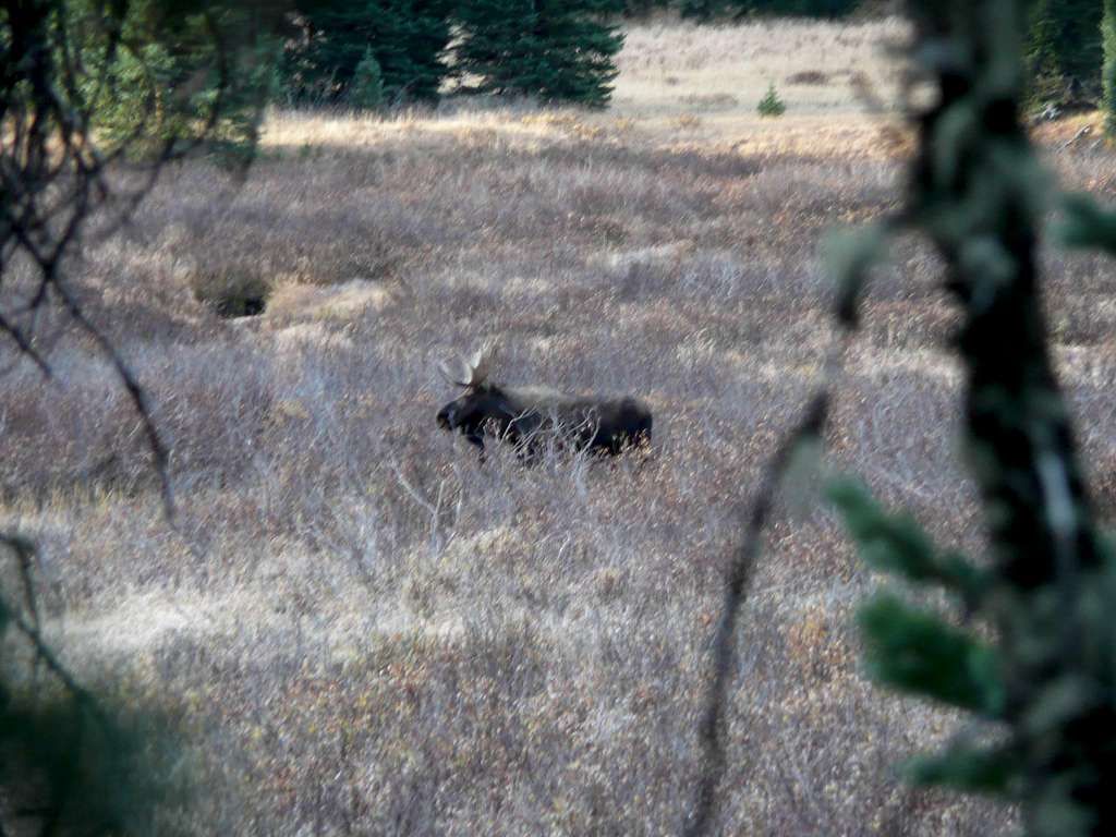 Moose near Boulder Creek