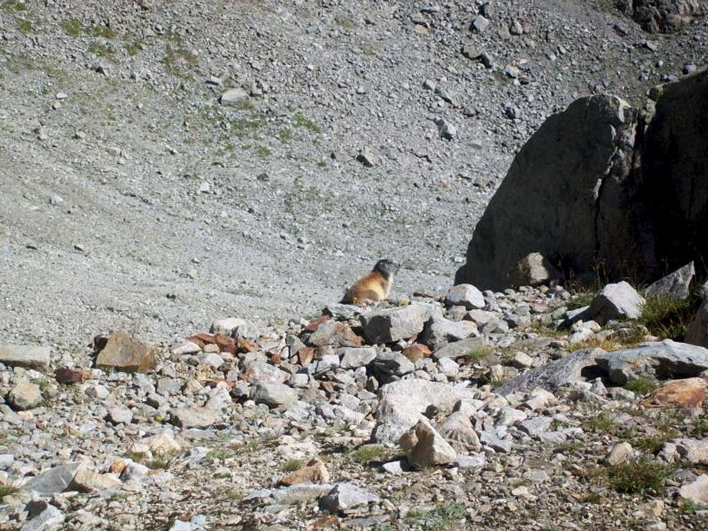 Marmot in the vicinity of Aiguilles Rouges