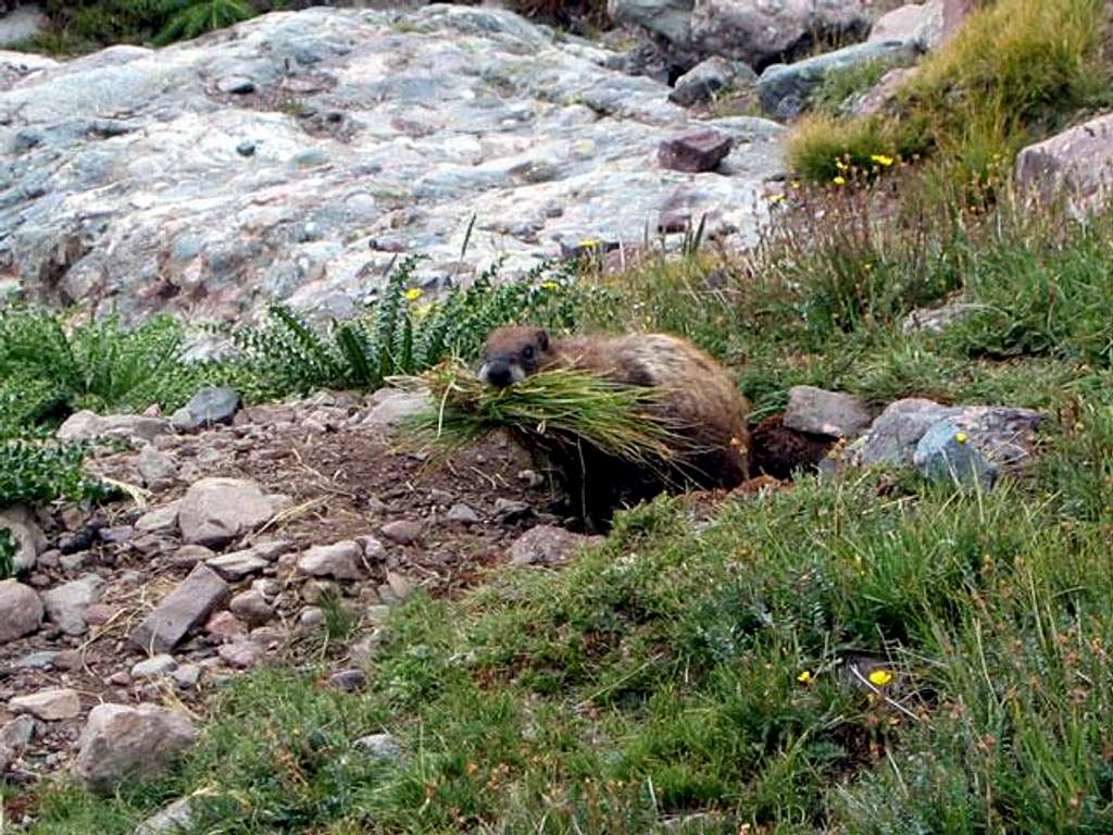 This marmot below the red...