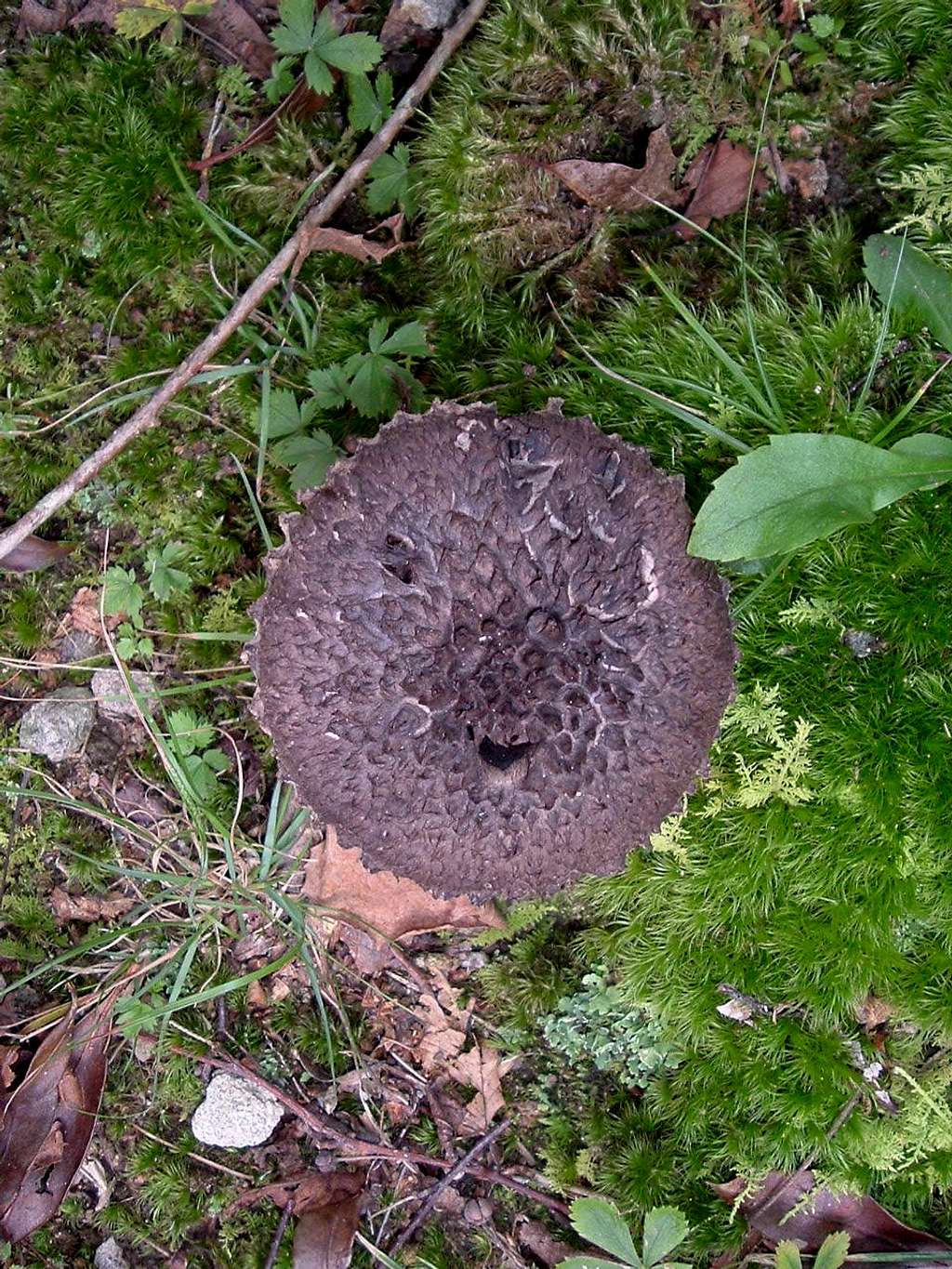 Black Mushroom on Appalachian Trail