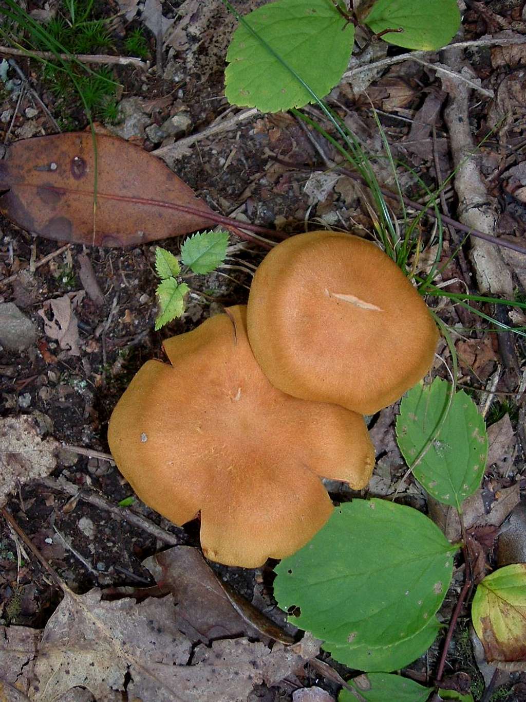 Orange Mushrooms on Appalachian Trail 