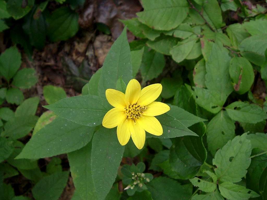 Yellow Flower on Bearfence Mountain