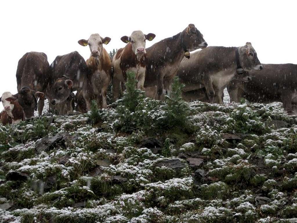 Cows in the snow