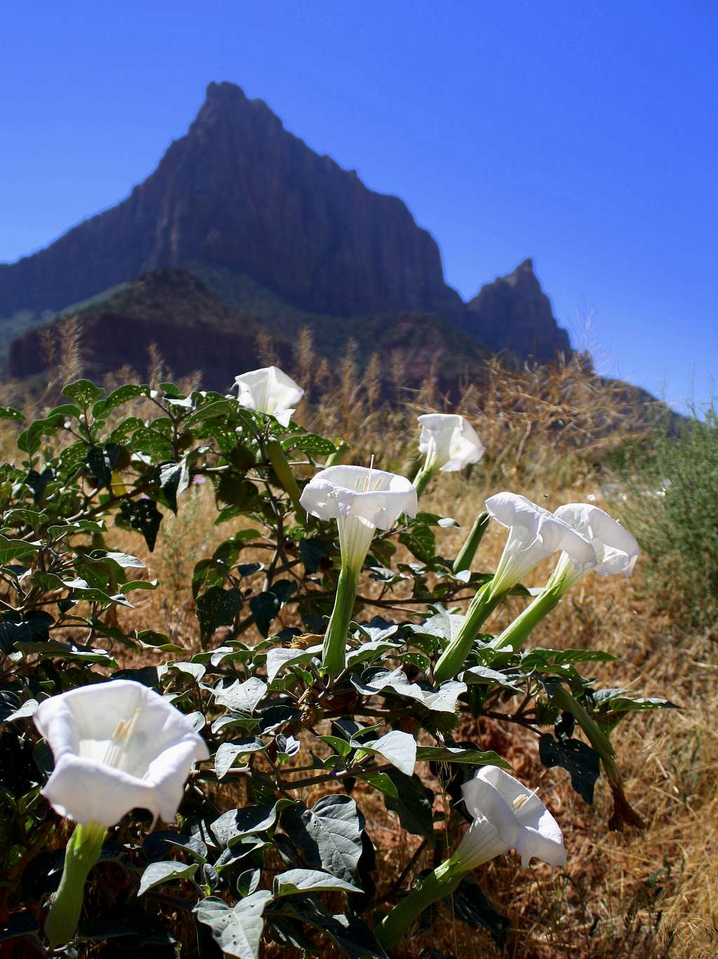 Datura Flowers and The Watchman at Zion National Park