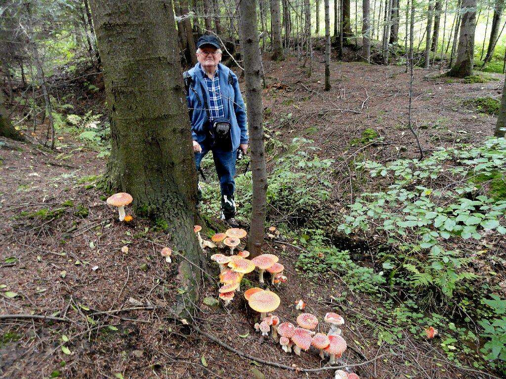 A good year for Amanita muscaria 