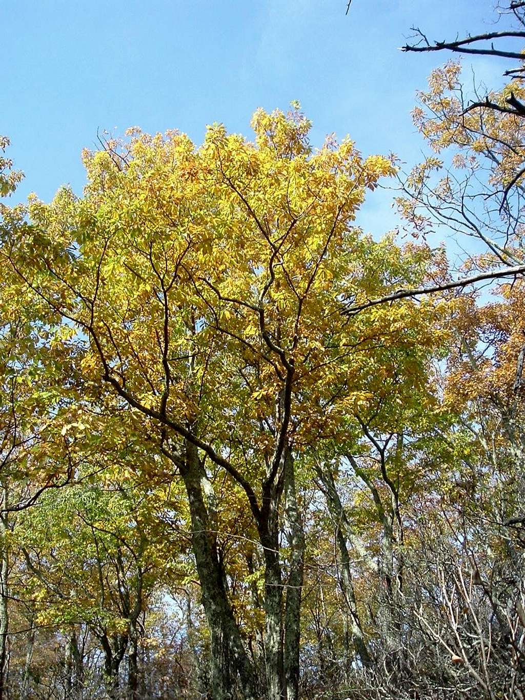 Leaves Turn Yellow on Waonaze