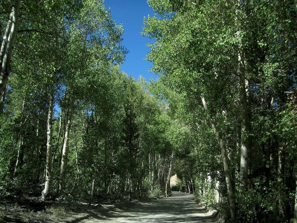 Quaking Aspen