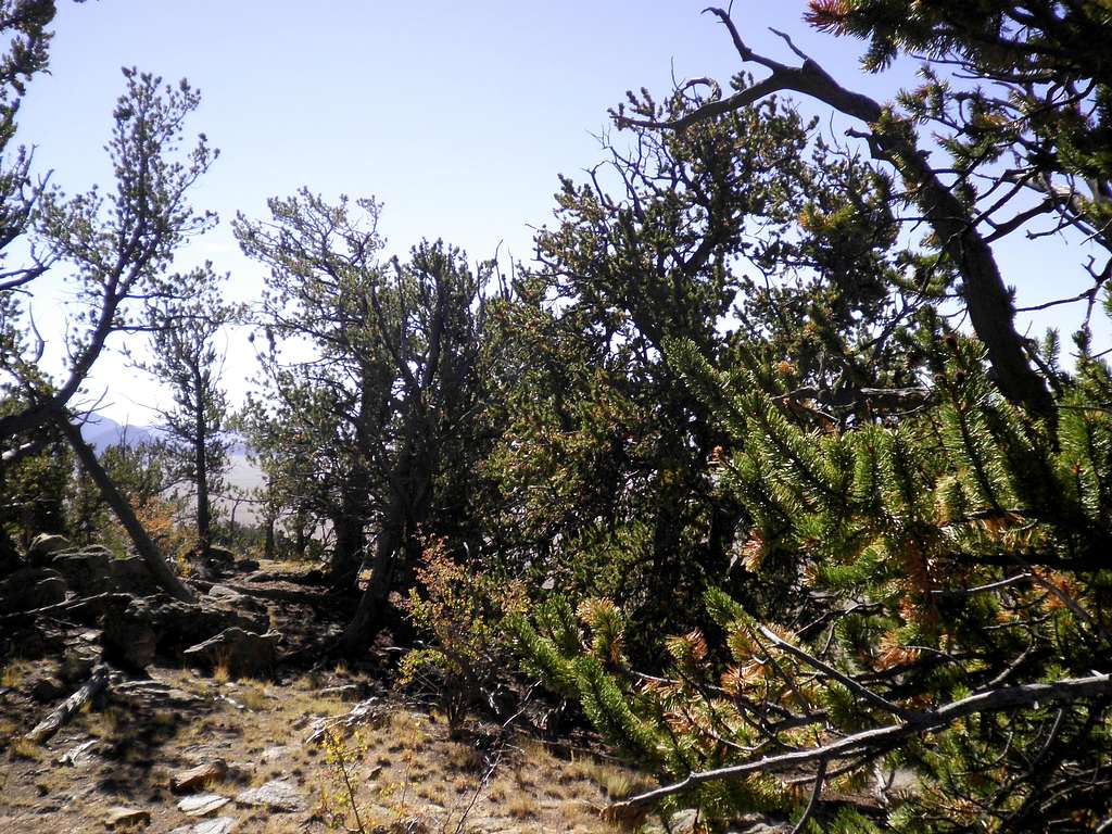 Wooded summit area