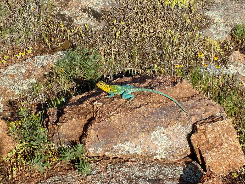 Wichita Mts. Wildlife Refuge,OK