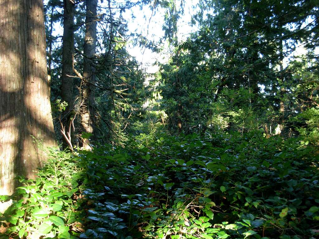 Little Haystack Forest