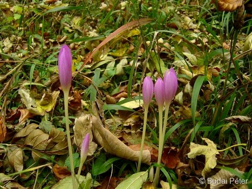 <b>Autumn crocus (<i>Colchicum autumnale</i>)</b>