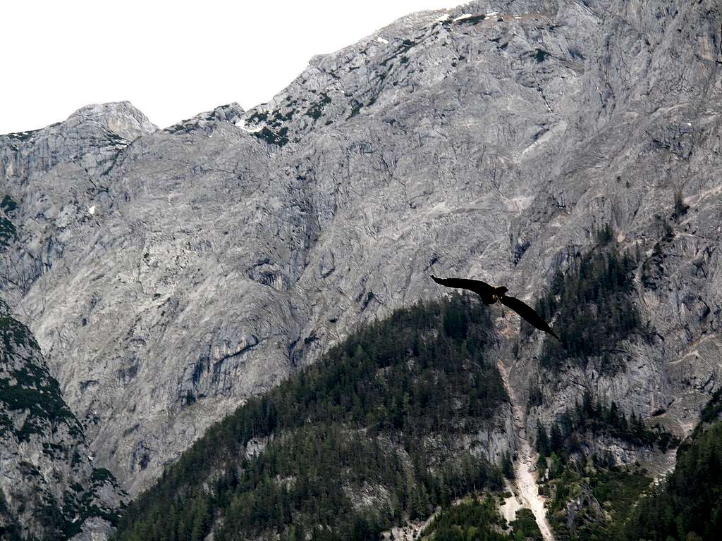 Griffin vulture flying towards the Tennengebirge
