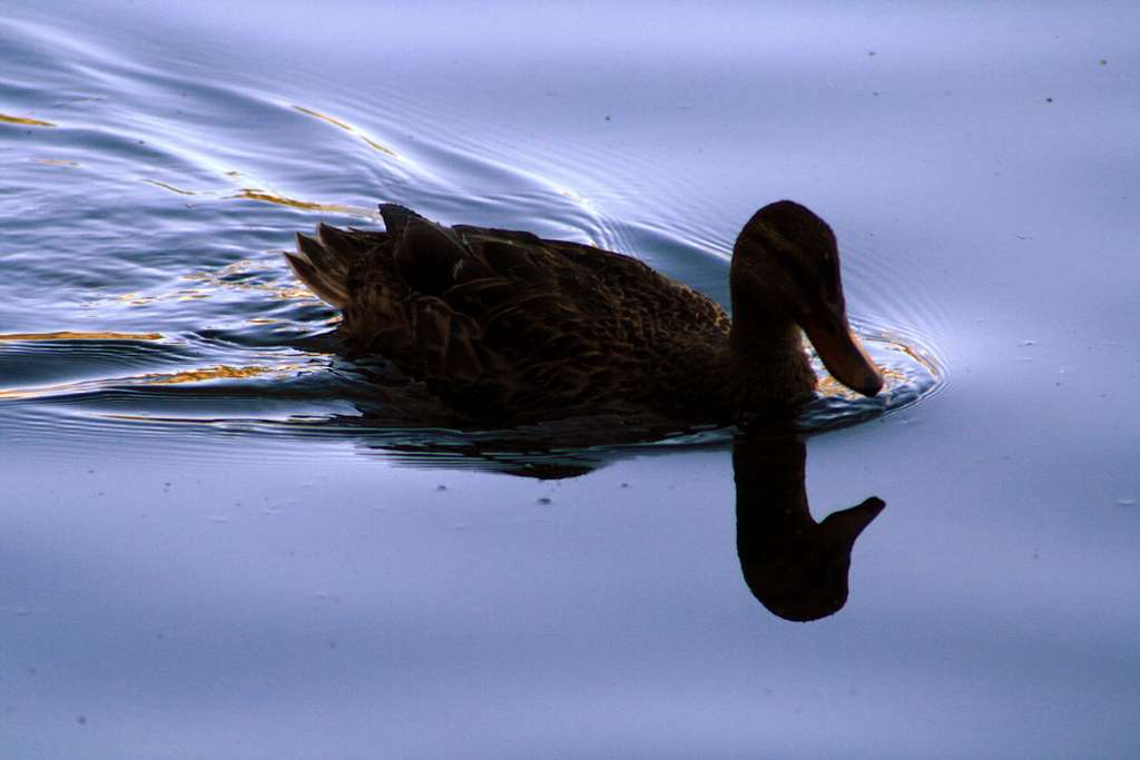 A Duck Reflection