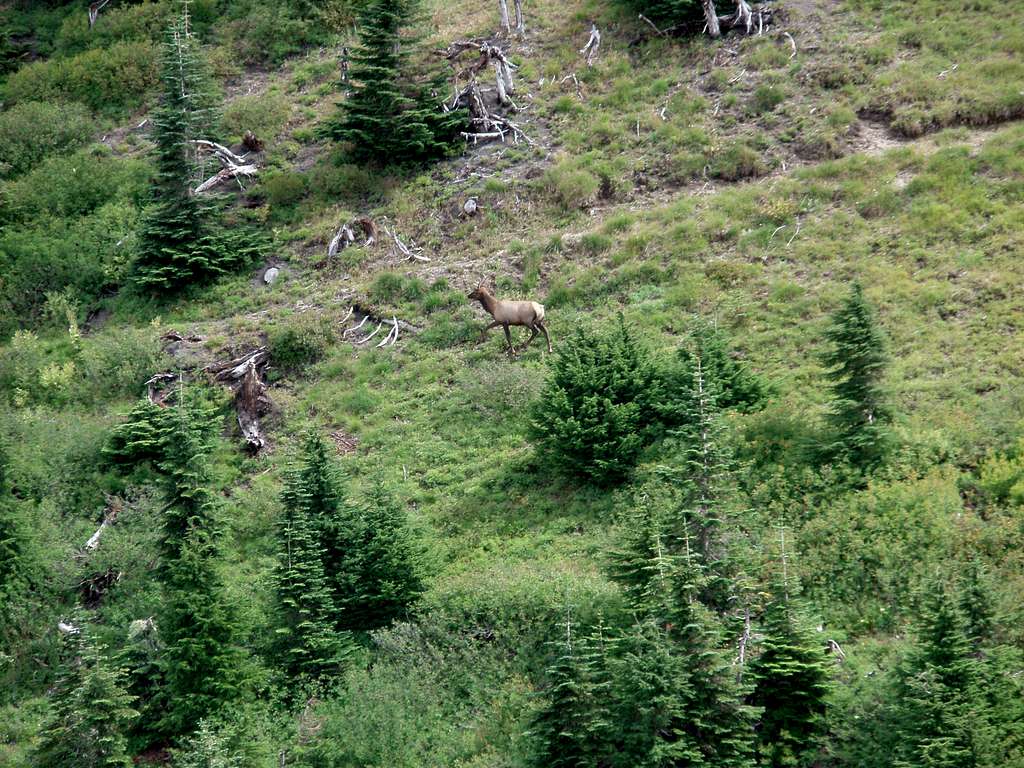 Elk on the trail