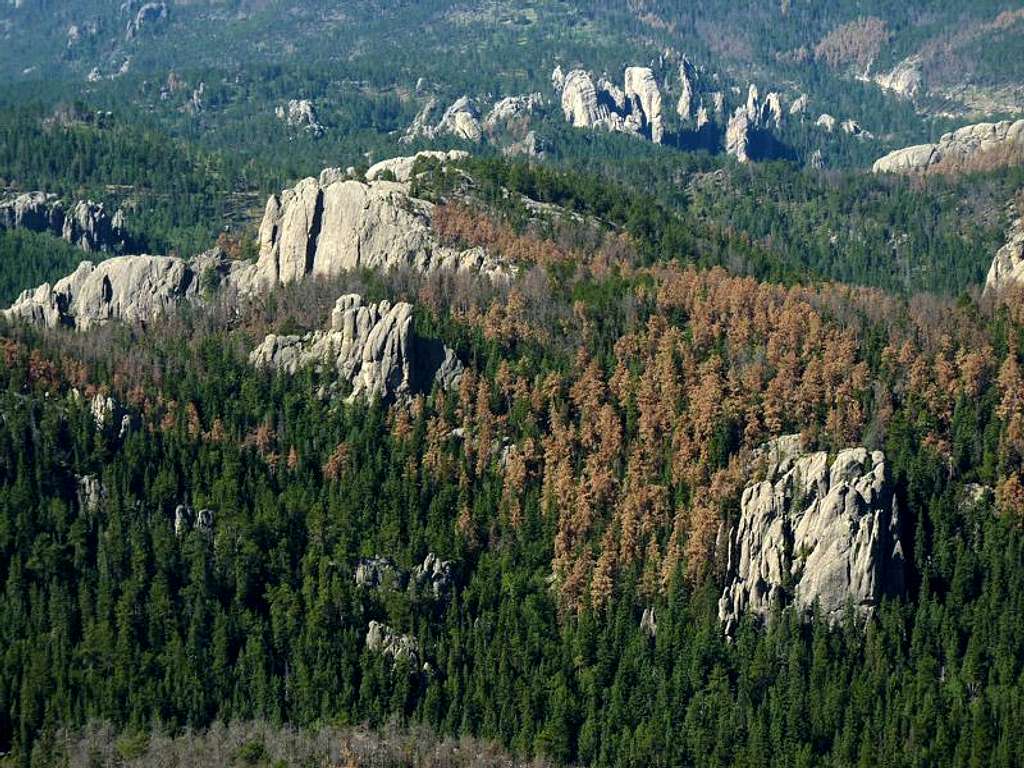Black Hills Dead Trees
