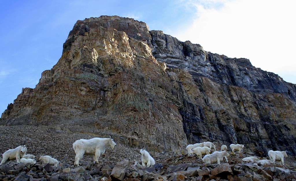 A herd of Mountain Goats protecting their favorite mountain.....Mt Timpanogos