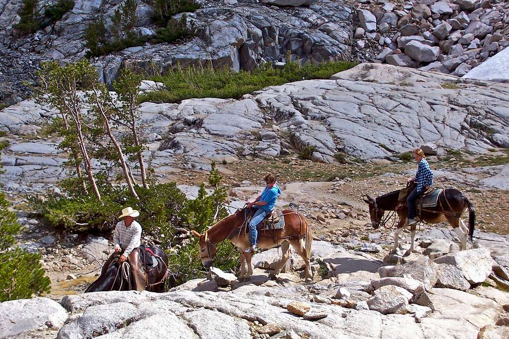Hiking horses and mules