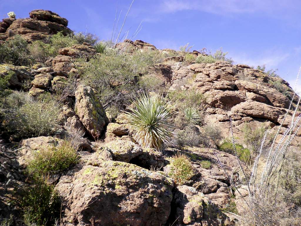 Cactus and rock garden