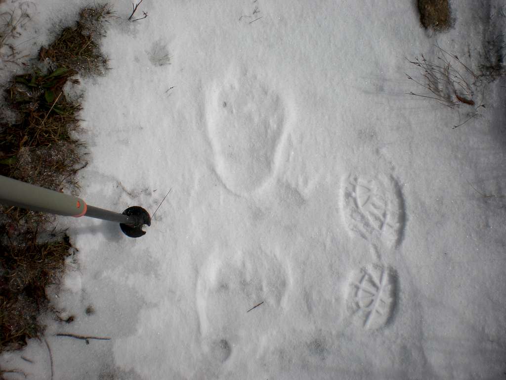 Bear prints on Commissary Ridge!