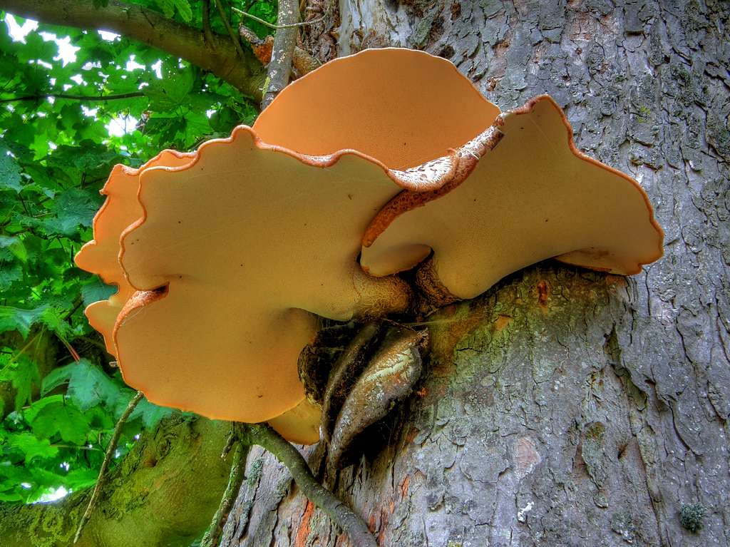 Bracket Fungi - Breidden Forest