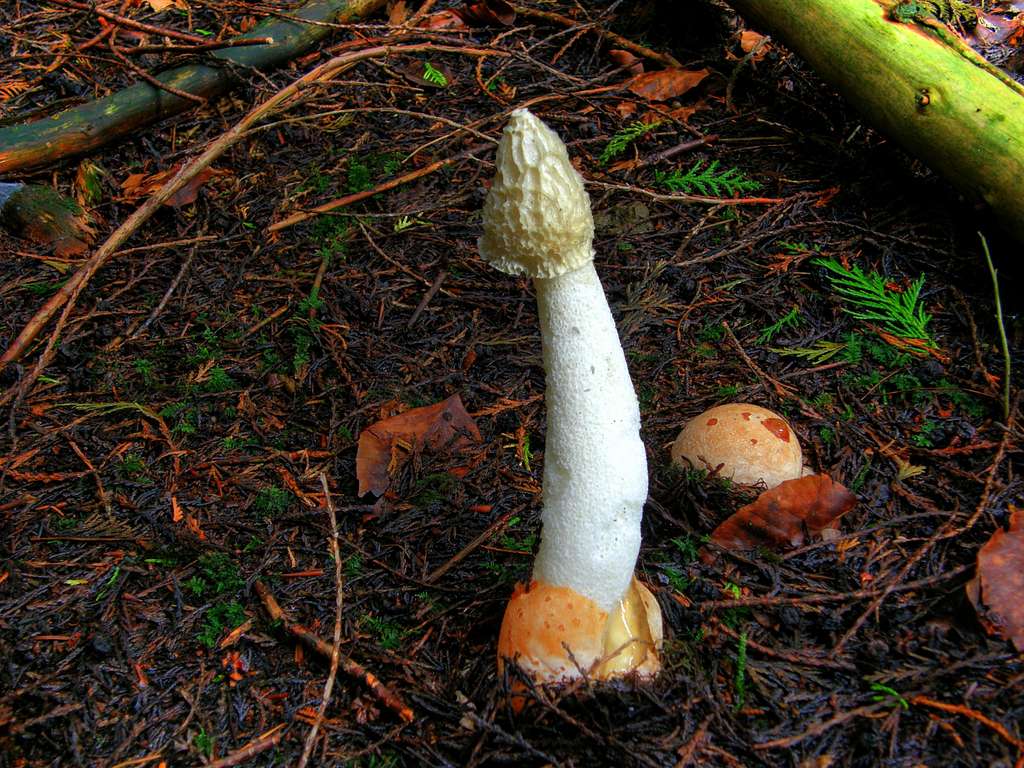 Stinkhorn Fungi - Breidden Forest