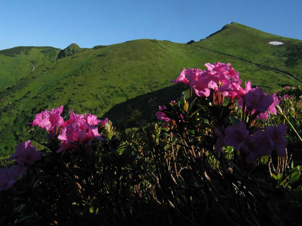 Pop Ivan with alpine roses