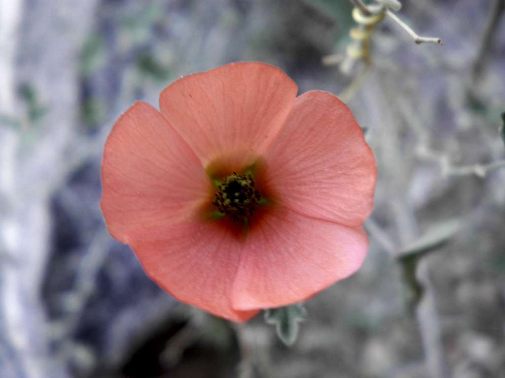 Desert Flower (2)