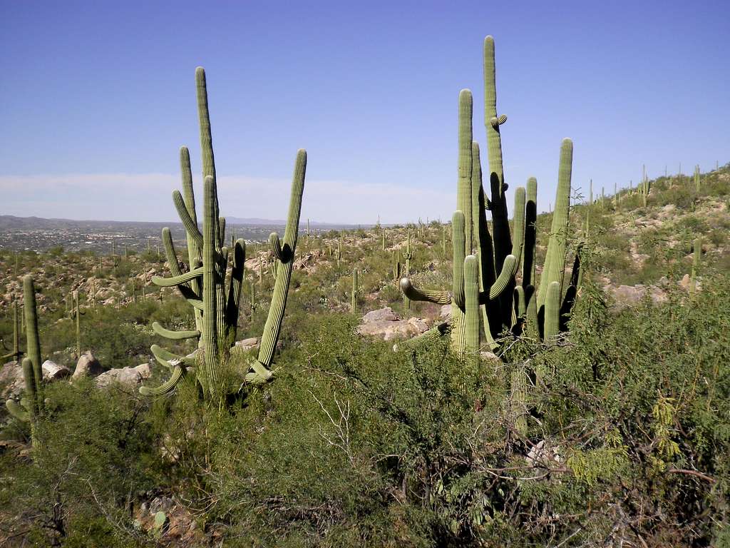 Old Saguaros