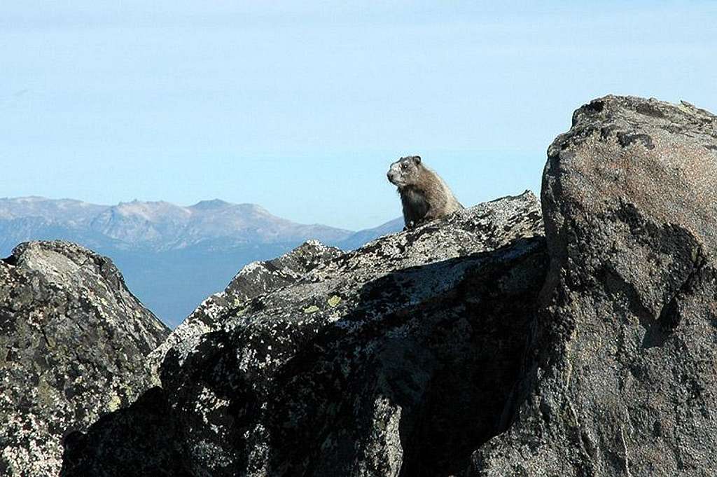Marmot Poking Head Out