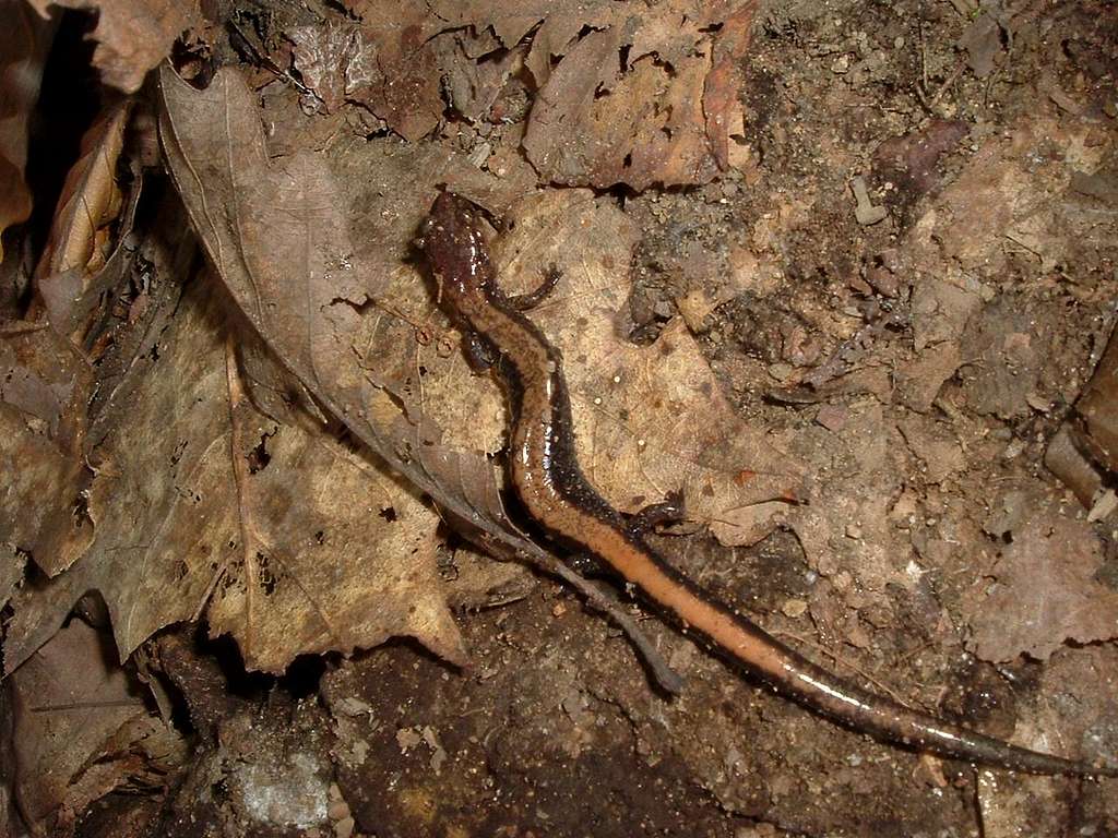 Salamander on Jones Mountain Trail